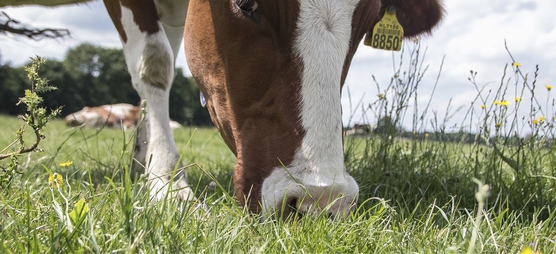 Koe-2.resizecrop-1106x506