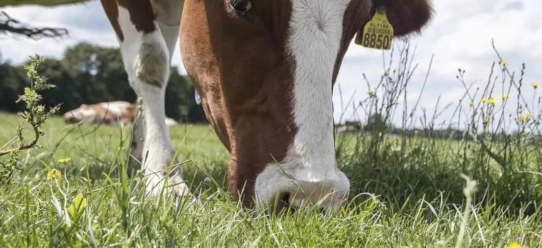 Koe-2.resizecrop-1106x506