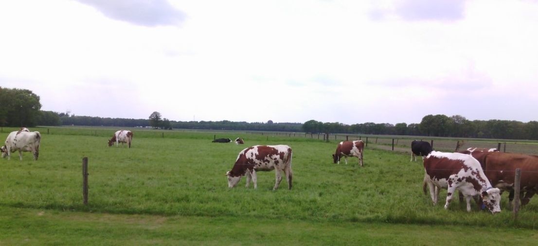 website14.resizecrop-1106x506