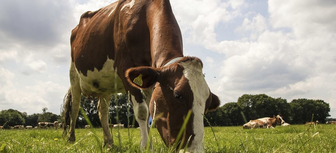 Koe-1.resizecrop-1106x506