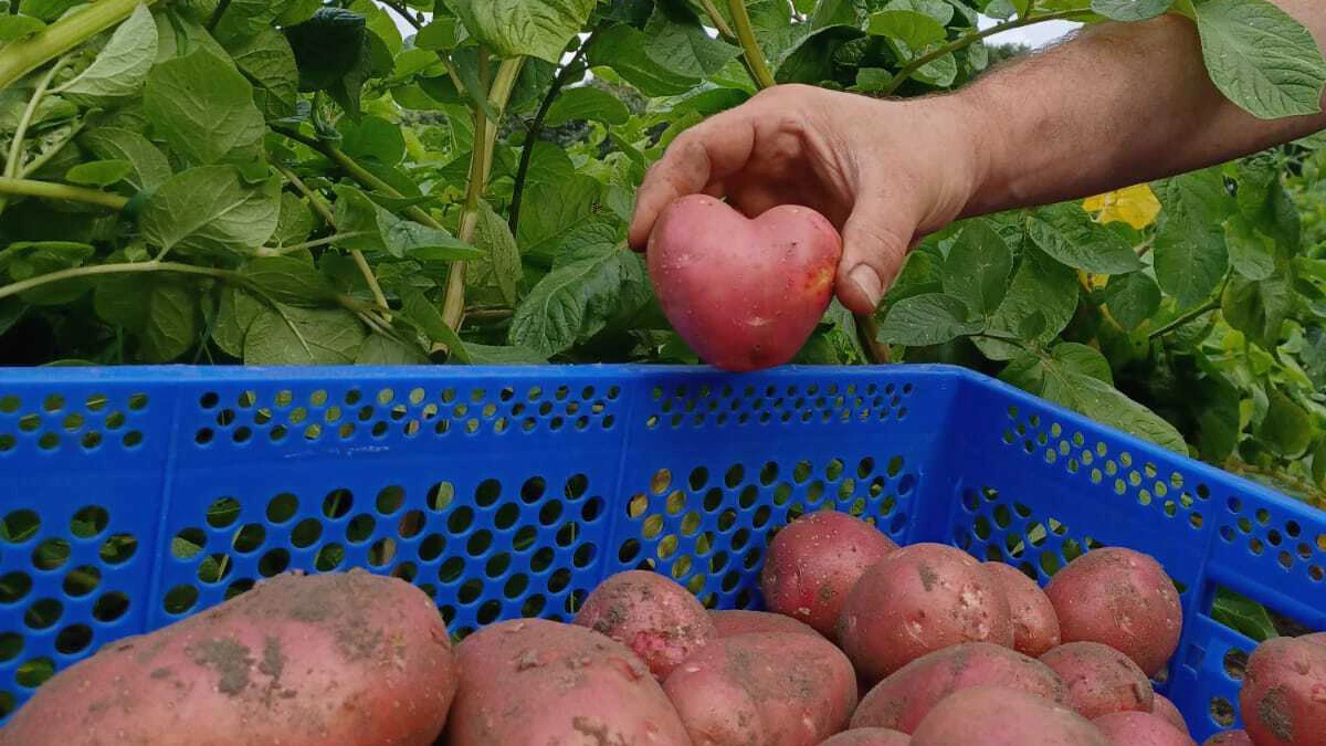 IMG-20220707-WA0006(1)