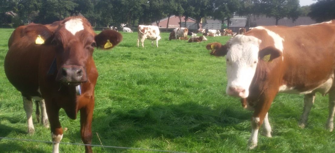 website17.resizecrop-1106x506