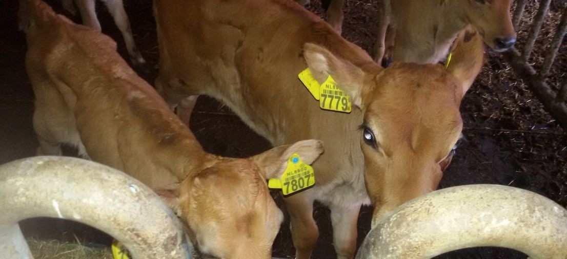 20151105_085122.resizecrop-1106x506