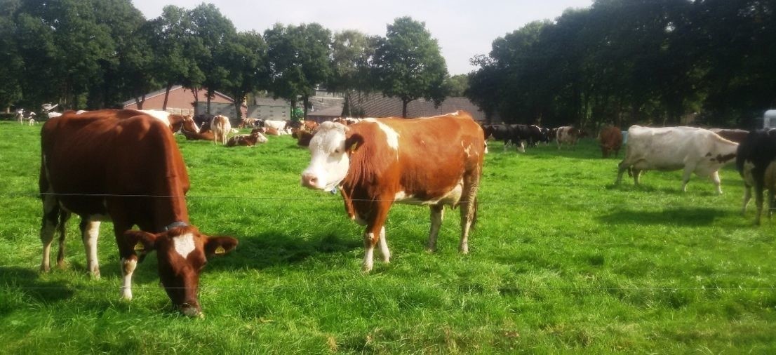 website 4.resizecrop-1106x506