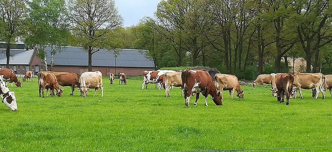 boerderij2.resizecrop-1106x506